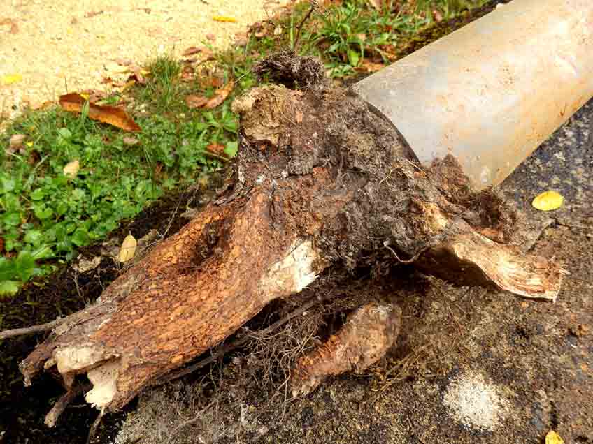 What causes problems in your sewer line in Charlotte, NC